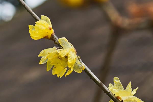 皇马vs多特蒙德直播-乐鱼app(leyu)官方网站-乐鱼官网