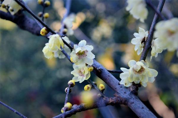 尤文图斯队歌-乐鱼app(leyu)官方网站-乐鱼官网