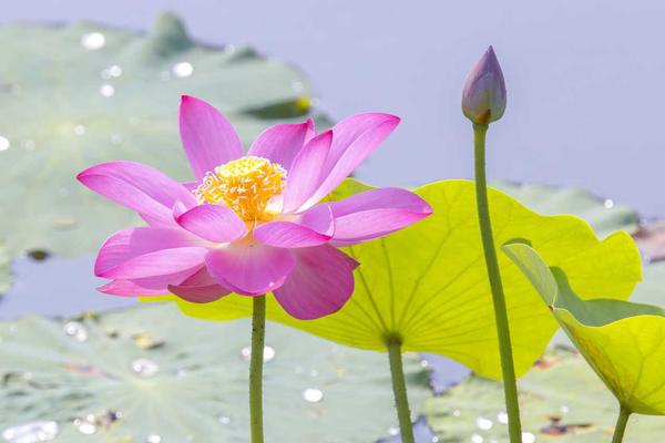 比分预测-乐鱼app(leyu)官方网站-乐鱼官网