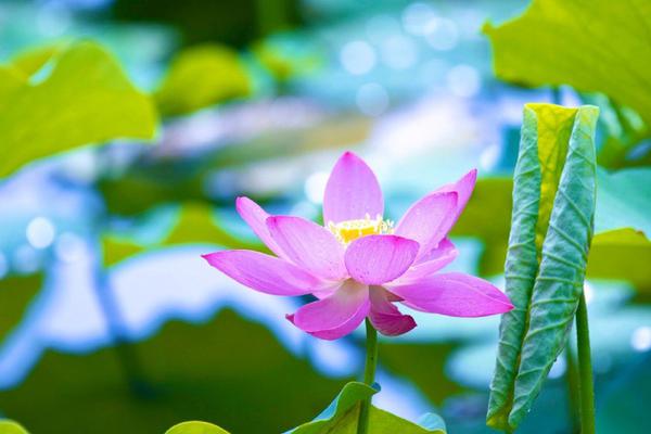 隋唐好汉排行榜