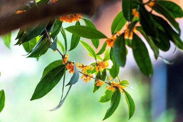 nba十佳进球音乐-乐鱼app(leyu)官方网站-乐鱼官网