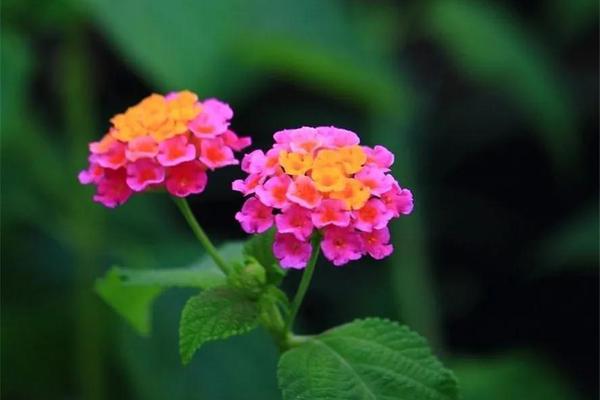 法布雷加斯转会