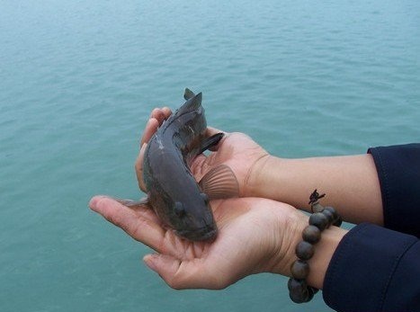 怎样放生能具足六度？