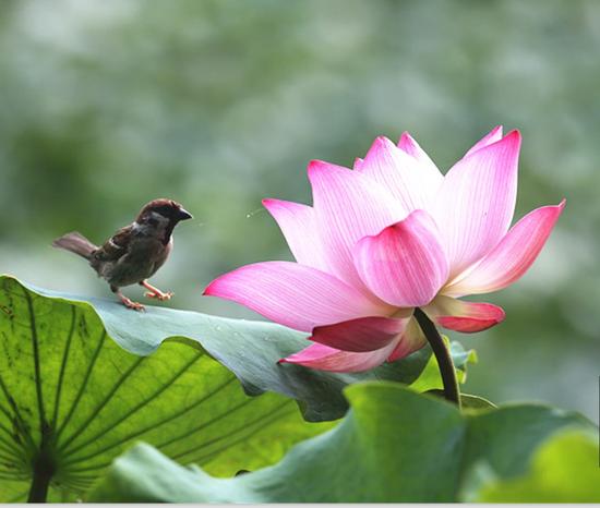 享有生命最自在的欢唱