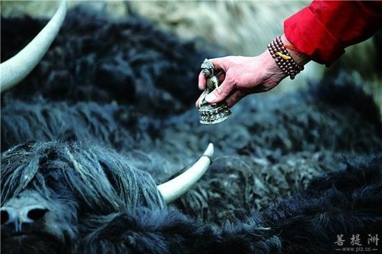 希阿荣博堪布:众生平等才是真的平等