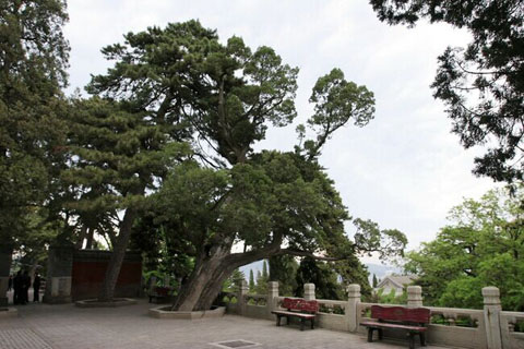 天下第一坛，北京戒台寺