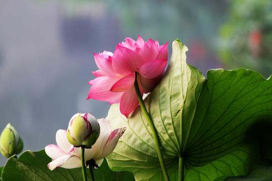 依教奉行必须发菩提心