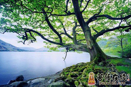 宣化上人：参禅的秘诀