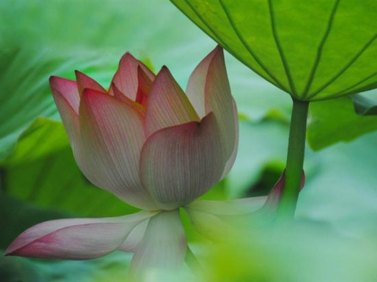 唯有信仰坚定，行为如法，三宝才能真正对生命产生作用