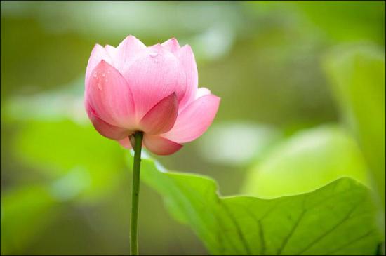 用佛法改造生命，让生命绽开莲花
