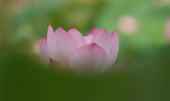 何为清净比丘不踏生草？