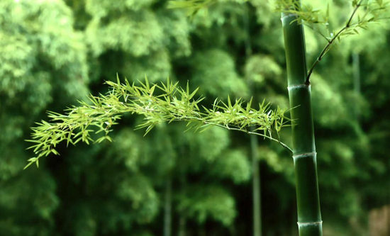 竹子心空，象征人的虚怀若谷。竹子外圆，象征人的圆融通达