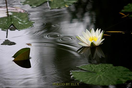 为什么参禅要参死话头