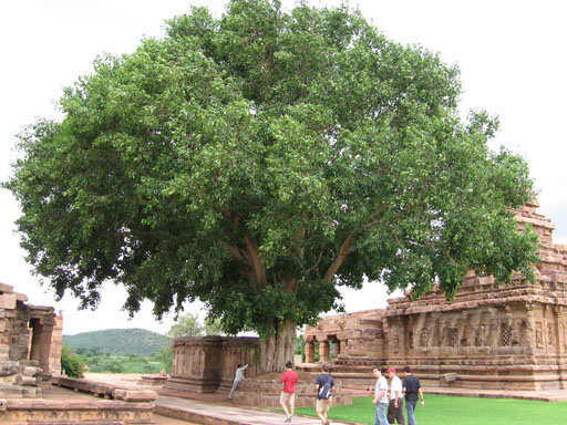 菩提树为何被视为“圣树”？