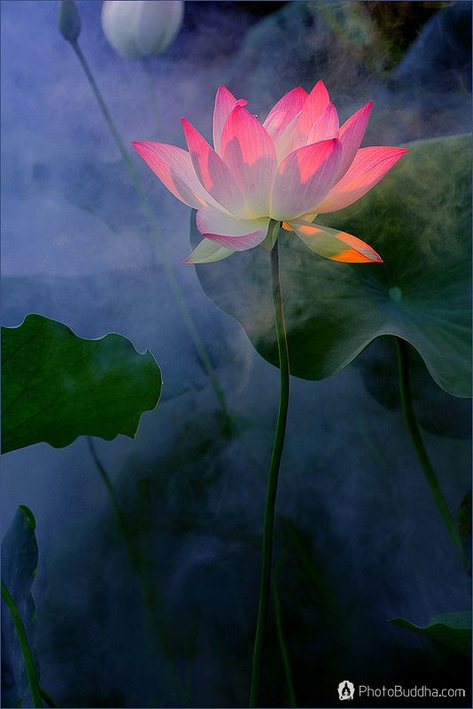 谈论古代佛门斋供礼仪