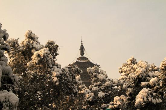 图/雪后柏树赵州塔