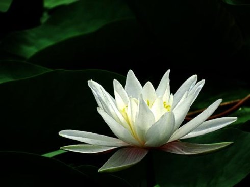 古人说：直了妄想无起处，通身热恼自清凉！