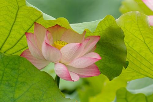 人处世各有所好，亦各随所好以度日而终老，但清浊不同耳。
