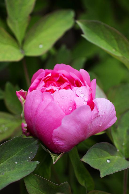 圣严法师：别做烂好人（摄影：@海琳）