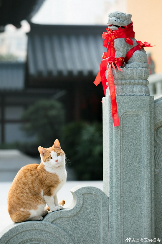 宠物过世后如何帮助它？（图片来源：上海玉佛禅寺）