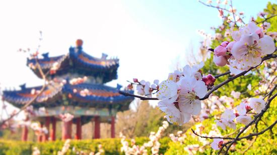 圣严法师：安心的方法（摄影：薛磊）