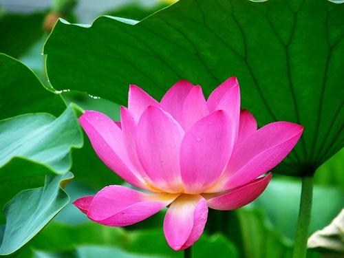 世上没有无因之果，一定要相信因果，随顺因果，一分耕耘一分收获。