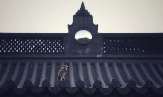 星云大师:从自我出发(摄影:惜缘法师)
