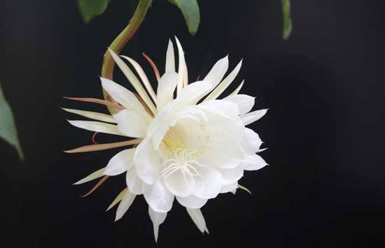 真的是人生无常，生命如昙花啊！