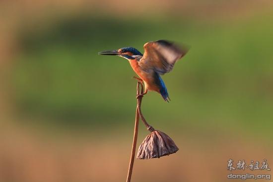 《大智度论》说：大慈与一切众生乐，大悲拔一切众生苦。也就是：大慈天下乐，大悲天下苦。