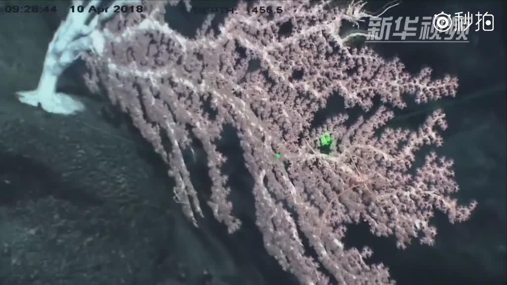史上最魔性的海草舞,来自太平洋底的“居民”给你跳!