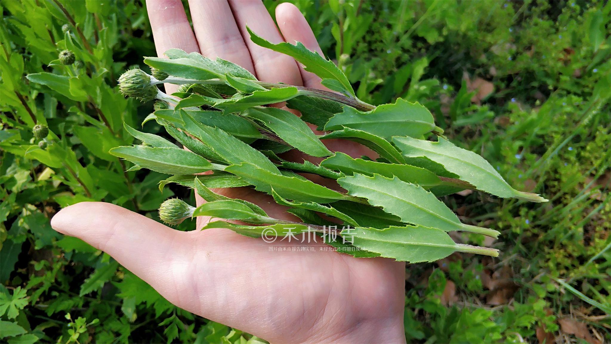 刺刺菜是笔者家乡这边的叫法,听不少朋友说他们那里也有着许多别的