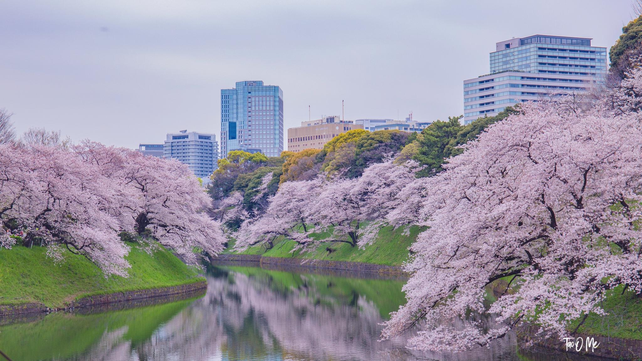 今天的千鳥淵，安靜到令人窒息
