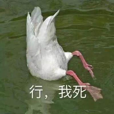 热门表情包精选30张:你别跟过来,我怕猪