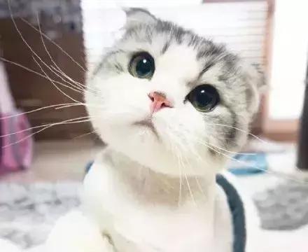 表情包:猫咪表情包,这无辜的大圆脸萌我一脸血