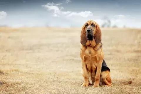 圣伯纳犬被称为瑞士的国宝