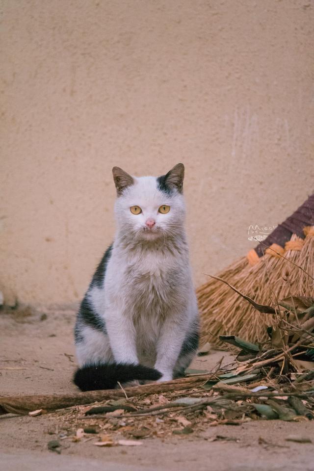 可爱的猫猫们 最后一张眼睛美得像绿宝石 绿宝石 脸蛋 猫 新浪新闻