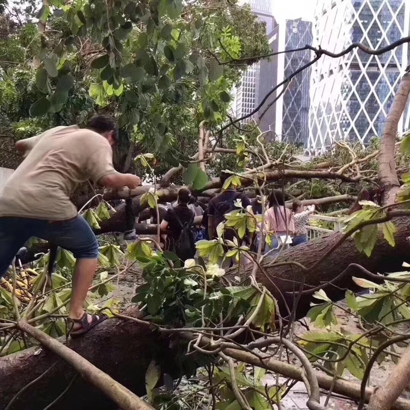 现场直击台风"山竹"过后广东人民的艰辛上班路