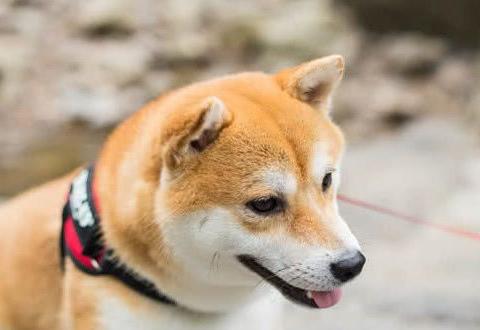 恶搞ps:求大神把我p成一个高富帅,让我去一个美女如云