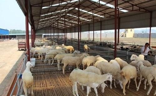 “猪王”“肉王”争锋 牧原双汇互抢地盘易游娱乐城- YY易游体育官方网站- 易游体育APP