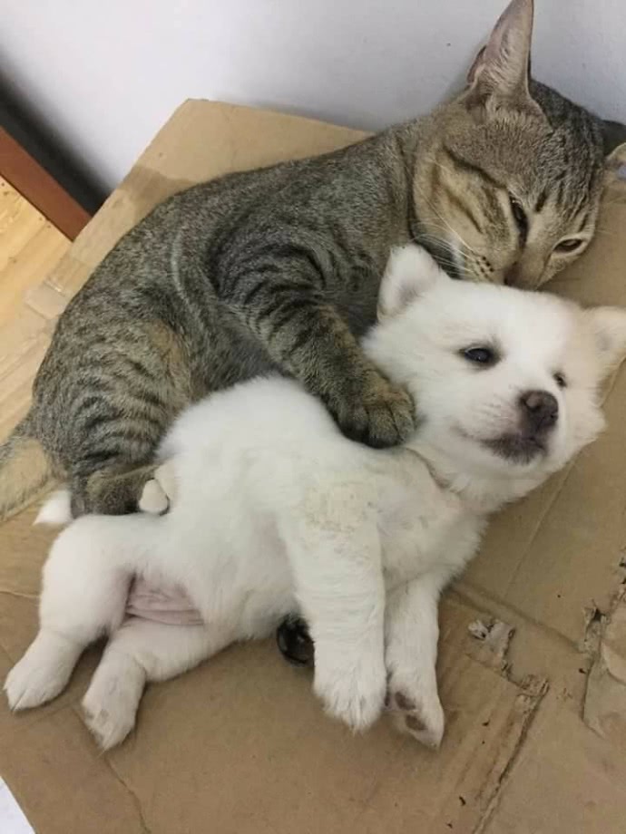 家里有个坏保姆图片