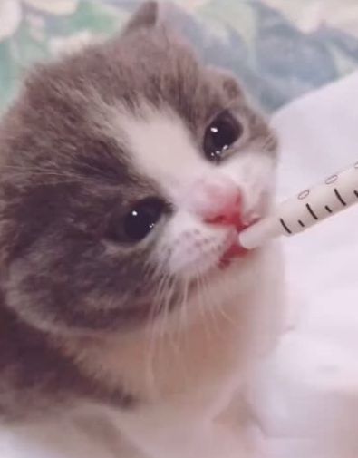 不给小奶猫吃小鱼干,边喝奶就边哭,那水汪汪的大眼睛