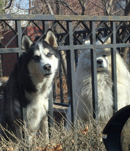 张若昀林更新神表情同框，网友说是哈士奇和萨摩耶两只傻狗的碰撞