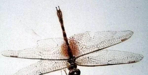 齐白石工笔蜻蜓，形象写实，能和照片媲美！