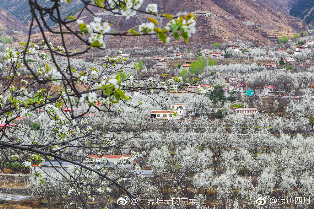 三月金川梨花萬畝綻放，盛開如雪。梨花色白