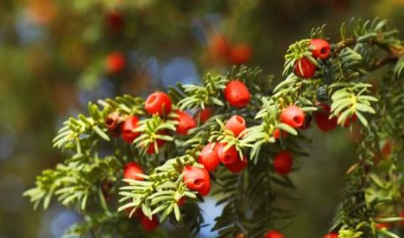 倾听来自濒危植物的心声,生态系统中的生产者