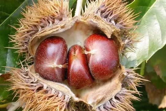 6种长刺水果,难吃的有3种,还有一串一串迷你板