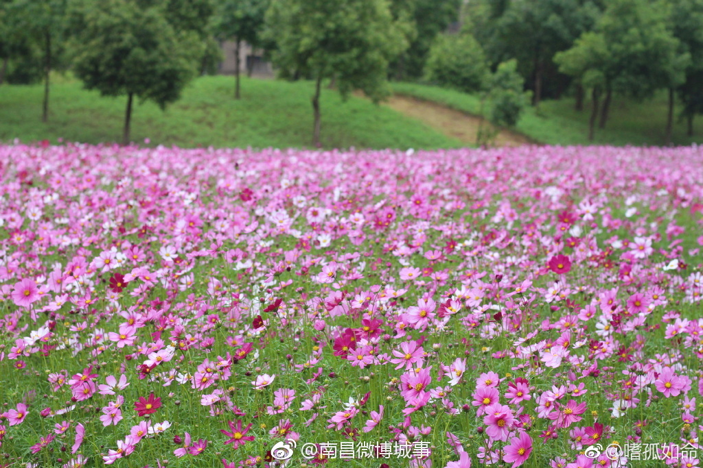 醉美四月！江西师大瑶湖校区花开满园 争奇斗艳