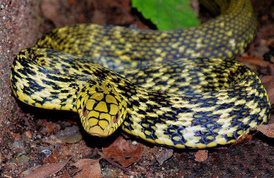 王锦蛇饲养指南 红黑相间蛇类品种解析