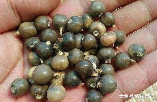 农村人拿这个做饰品都不想戴, 更不想搭理, 价值却让人大跌眼镜