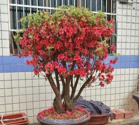 映山红盆景 关键在于养护 才能展现风采 突出个性！